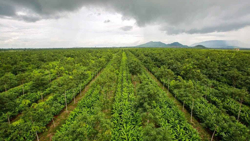 Granjas orgánicas ubicadas en India y Camboya. 